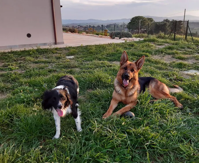 affittacamere con animali